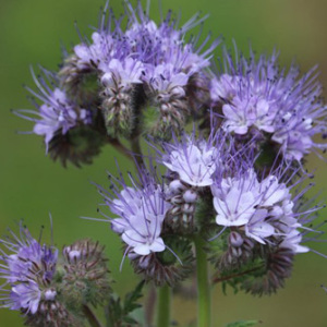Purple Tansy Green Manure Annual Seeds Phacelia