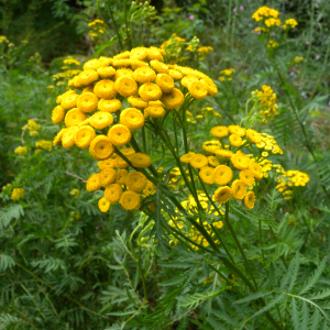 Yellow Tansy Tanacetum Vulgare Perennial Seeds