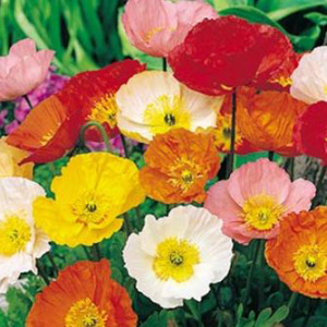 Iceland Poppy Mix Perennial Seeds