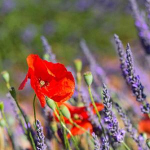 Mix 57A English Lavender & Poppy Pure Wildflower Mix