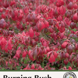 Burning Bush Seeds