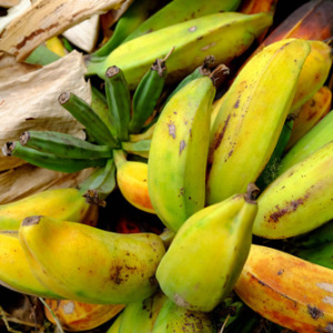 Banana Plant Musa Balbiasiana Seeds