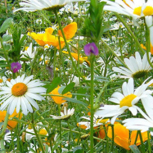 Mix 42 80/20 Meadow Wildflower Mix For Dry, Sandy Soil