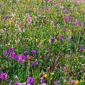 Mix 10 Pure Wildflower Mix For Dry, Sandy Soil