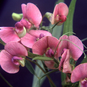 Lathyrus Sylvestris 'Everlasting Pea Climber' Seeds