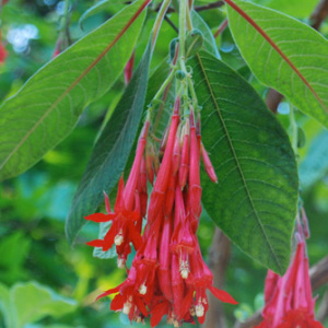 Red Bolivian Fuchsia 'Fuchsia Boliviana' Seeds