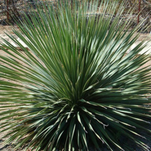 Dasylirion Wheeleri 'Desert Spoon' Seeds