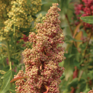 Quinoa Seeds