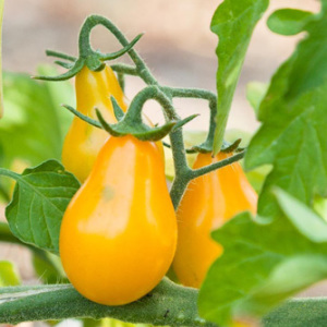 Tomato 'Yellow Pear Cherry Bell' Seeds