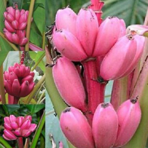 Banana Tree Musa Velutina Seeds