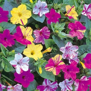 Mirabilis Jalapa 'Four O'Clock' Mix Seeds