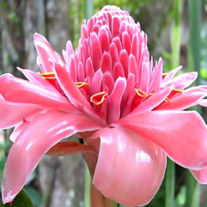 Etlingera Elatior 'Pink Torch Ginger' Seeds