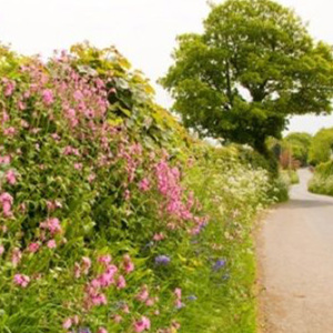 Mix 18 80/20 Hedgerow & Shady Area Wildflower Mix