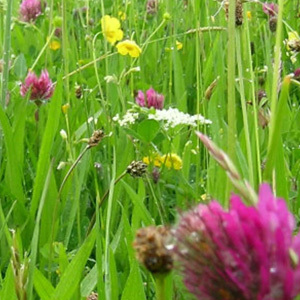 Mix 11 80/20 Wildflower Meadow Mix for Lighter, Thinner, Sandy Soil