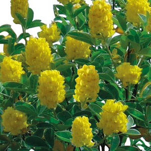 Cytisus Battandieri 'Pineapple Broom' Seeds