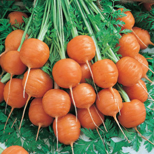 Carrot 'Paris Market' Seeds Carrots