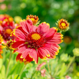 Gaillardia 'Blanket Flower' Seeds