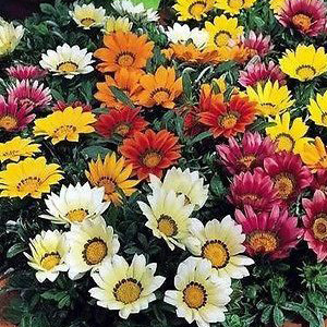 Gazania Splendens Sunshine Mixed Seeds