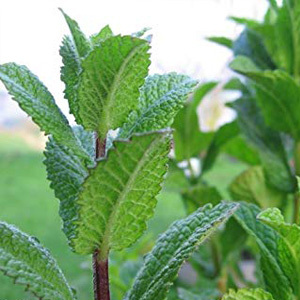 Mentha Piperita 'Peppermint' Seeds