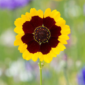 Golden Tickseed' Seeds  Coreopsis Tinctoria