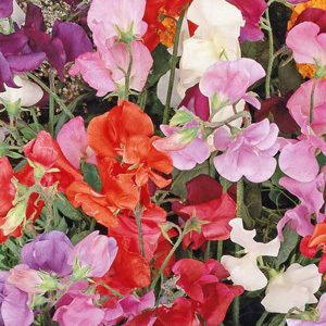 Sweet Pea 'Knee High' Seeds