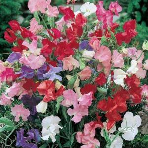 Sweet Pea 'Bijou Mixed' Seeds