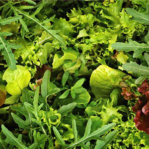 Lettuce Mixed Leaf 'Mesclun Mix' Seed