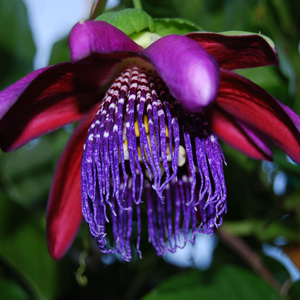 Passiflora Quadrangularis 'Giant Granadilla' Seeds