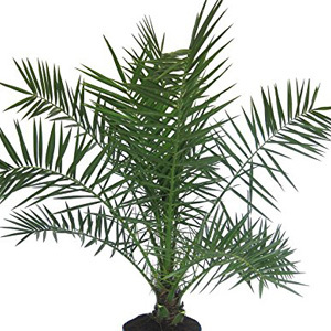 Phoenix Roebelenii 'Pygmy Date Palm' Seeds