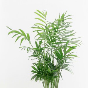 Chamaedorea Elegans 'Parlour Palm' Seeds