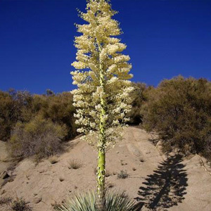 Yucca Whipplei 'Our Lords Candle' Seeds