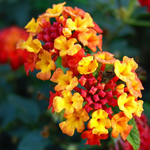 Lantana Camara Seeds
