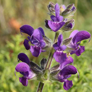 Wild Clary Salvia Verbenaca Perennial Seeds