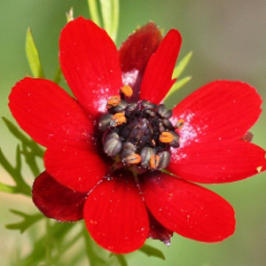 Pheasants Eye Seeds