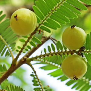 Indian Gooseberry Phyllanthus Emblica Seeds