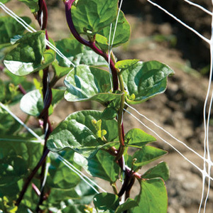 Red Malabar Spinach Seeds