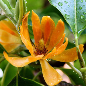 Magnolia Champaca 'Champak' Seeds