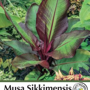 Banana Musa Sikkimensis Seeds in Pictorial Packet