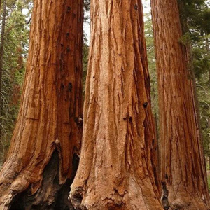 Sequoiadendron Giganteum 'Giant Redwood' Seeds
