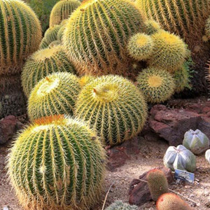 Echinocactus Grusonii Seeds cactus
