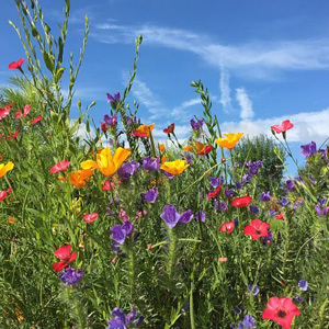 Mix 53 Ultimate 80/20 Mix For Butterfly & Bees