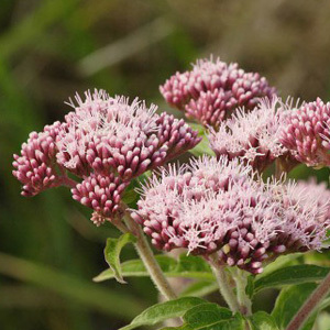 Eupatorium Cannabinum 'Hemp Agrimony' Perennial Seeds