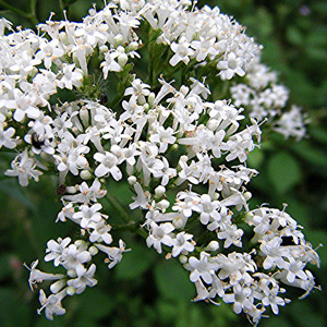 Valeriana Officinalis Common Valerian Seeds