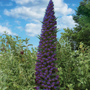 Echium Pininana 'Blue Steeple Tower of Jewels' Seeds