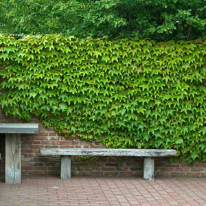 Parthenocissus Tricuspidata 'Boston Ivy' Seeds