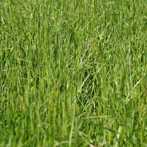 Meadow Fescue Grass Seeds