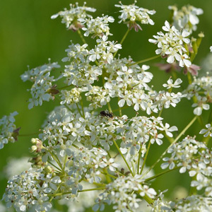 Cow Parsley Perennial Seeds