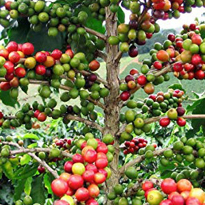 Arabica Coffee Plant Seeds