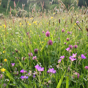 Mix 112 Pure Wildflower Mix For Butterfly