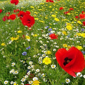 Mix 8 Pure Cornfield Mix Seeds